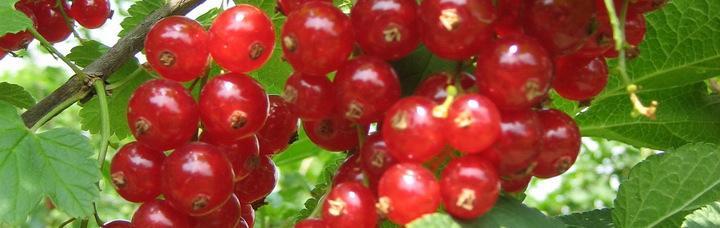 05_johannisbeeren.jpg
