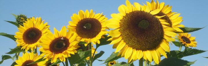 11_sonnenblumen.jpg