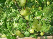 Stachelbeeren