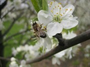 Bienen sind wichtig zum Bestäuben der Pflanzen.