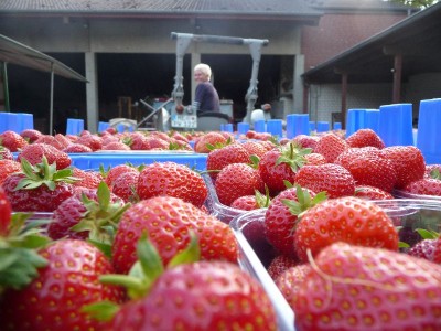 Erdbeeren - immer frisch!