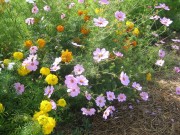 Blumen