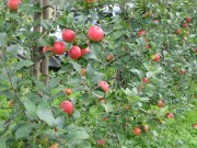 Äpfel