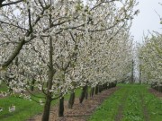 Apfelblüte
