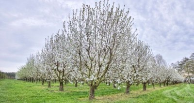 Die Kirschbäume in voller Blüte