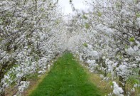 DieKirschbäume in voller Blüte.