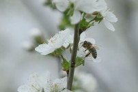 Auch die Bienen sind schon fleißig.