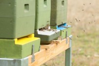 Auch die Bienen sind schon fleißig.